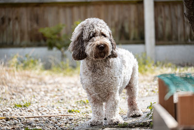 Portrait of dog in garden