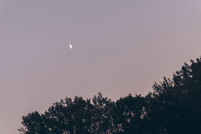 Low angle view of trees against clear sky at night