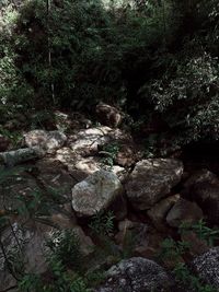 High angle view of rocks by trees in forest