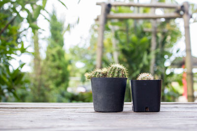 Close-up of potted plant on table