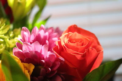 Close-up of pink rose flower