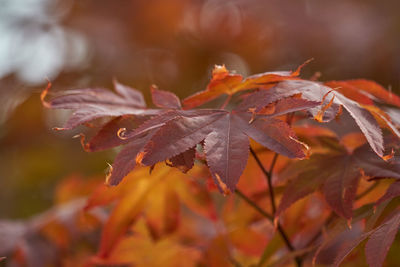 Close-up of maple leaves during autumn