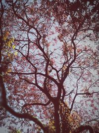 Low angle view of cherry tree