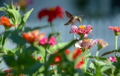 Hummingbird hovering on a flower