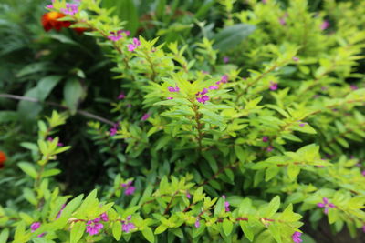 Close-up of green leaves on plant