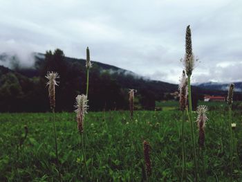 Scenic view of grassy field against cloudy sky