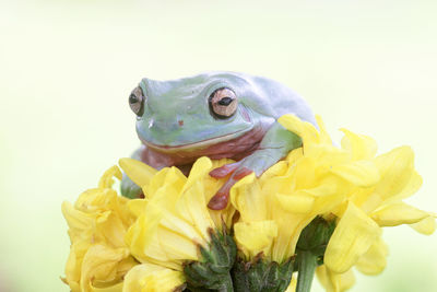 Close-up of frog on yellow flowers