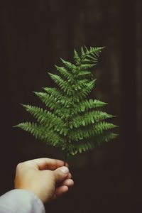 Close-up of hand holding pine leaves