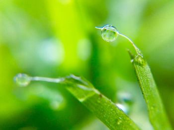 Close-up of water drops on plant