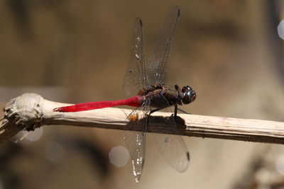 Close-up of dragonfly on twig