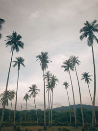 Low angle view of coconut palm trees against sky