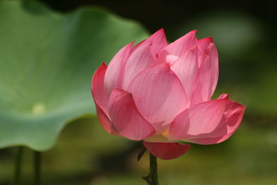 Close-up of pink water lily