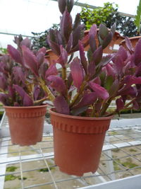 Close-up of pink potted plant