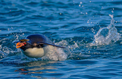 Close-up of duck swimming in water