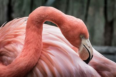 Close-up of birds in water