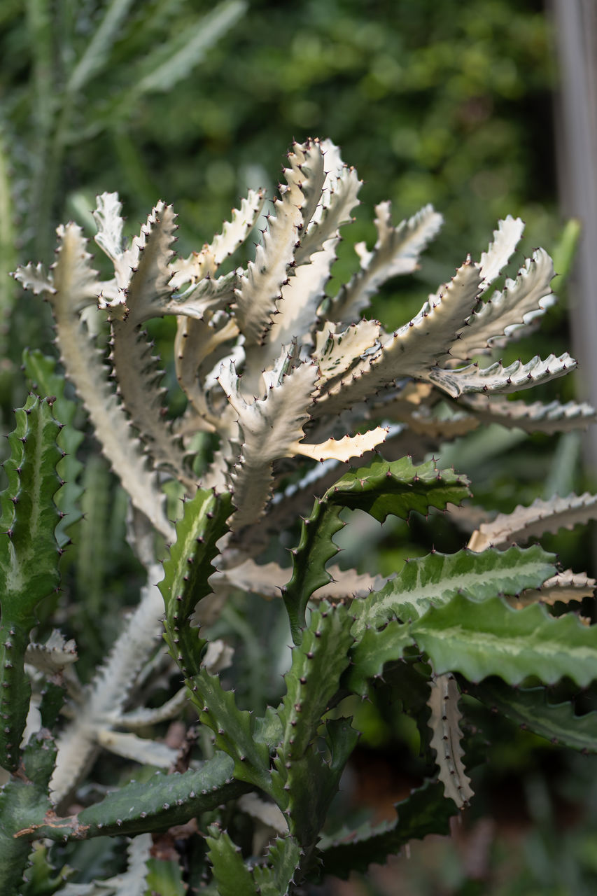 plant, nature, growth, flower, beauty in nature, no people, frost, close-up, green, focus on foreground, day, plant part, leaf, outdoors, coniferous tree, pinaceae, winter, cold temperature, flowering plant, tree, ferns and horsetails, pine tree, land, branch, snow, environment, shrub