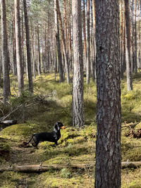 Side view of a dog in forest