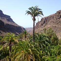 Low angle view of palm trees