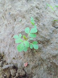 Plants growing on rock