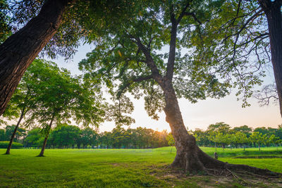 Trees on field against sky