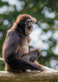 Close-up of monkey sitting on tree