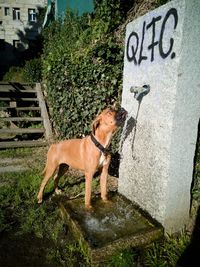 Dog standing on rock against plants