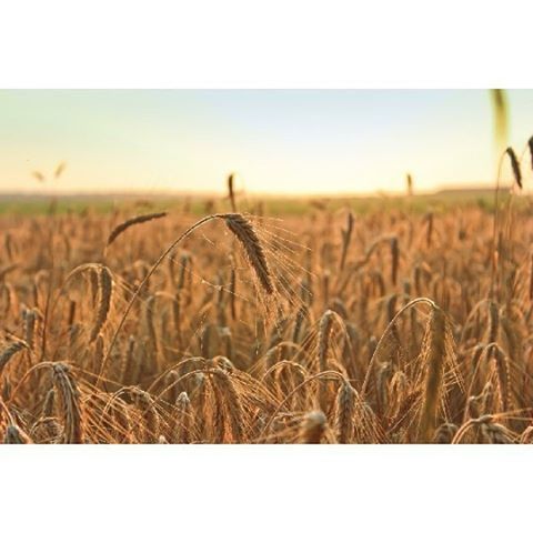 field, agriculture, transfer print, rural scene, crop, grass, farm, landscape, growth, cereal plant, auto post production filter, plant, wheat, nature, tranquility, tranquil scene, focus on foreground, dry, straw, clear sky