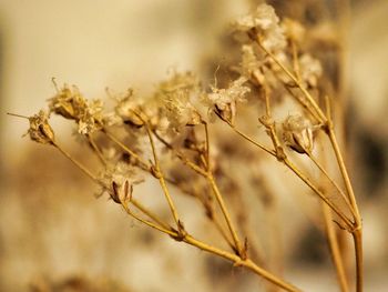 Close-up of dried plant on field