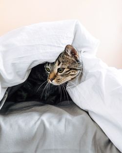 Cat relaxing below sheet at home