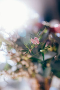 Close-up of pink blooming flower 