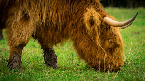 Cow standing on field