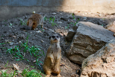 Suricate standing on the rock