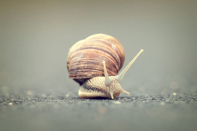 Close-up of snail on road