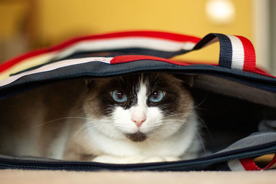 Surprised siamese cat sits in bag, only head is visible. cat hides in backpack. kitten plays
