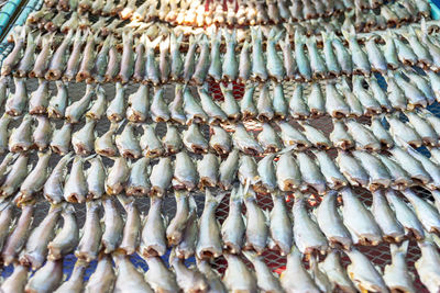 High angle view of fish for sale at market