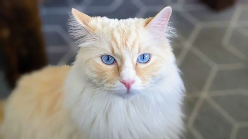 Close-up portrait of a ragdoll cat.