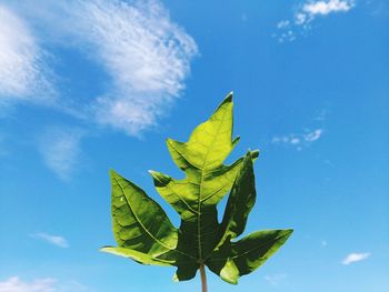 Low angle view of plant against sky