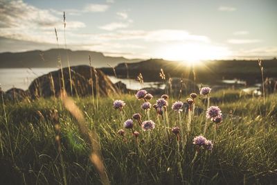 Close-up of purple flowering plants on field against bright sun