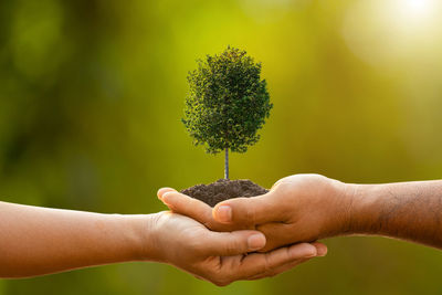 Close-up of hand holding small plant