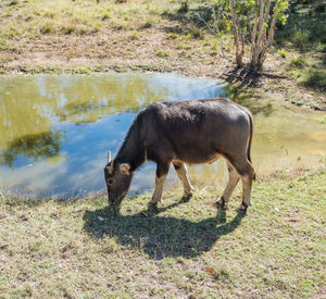 Full length of a horse drinking water