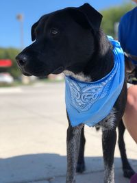 Close-up of dog looking away