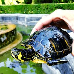 Close-up of hand holding a turtle