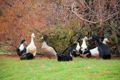 Ducks on grass