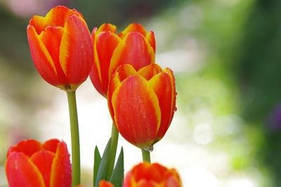 Close-up of red tulip