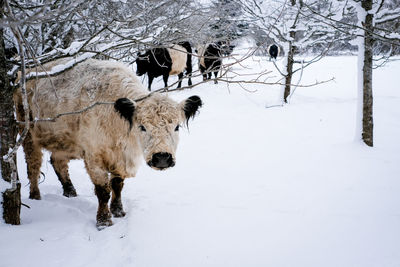 Horse standing on snow covered field