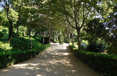 Pathway along trees in park