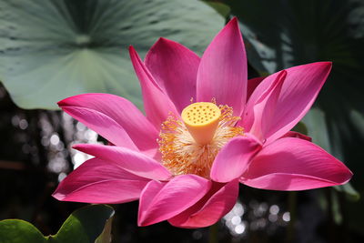 Close-up of pink lily