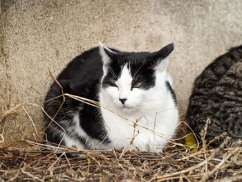 Close-up of cat sitting on floor