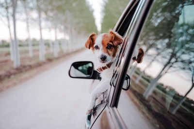 Cute small jack russell dog in a car watching by the window. ready to travel. traveling with pets