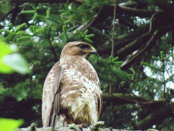 Low angle view of eurasian buzzard perching on branch